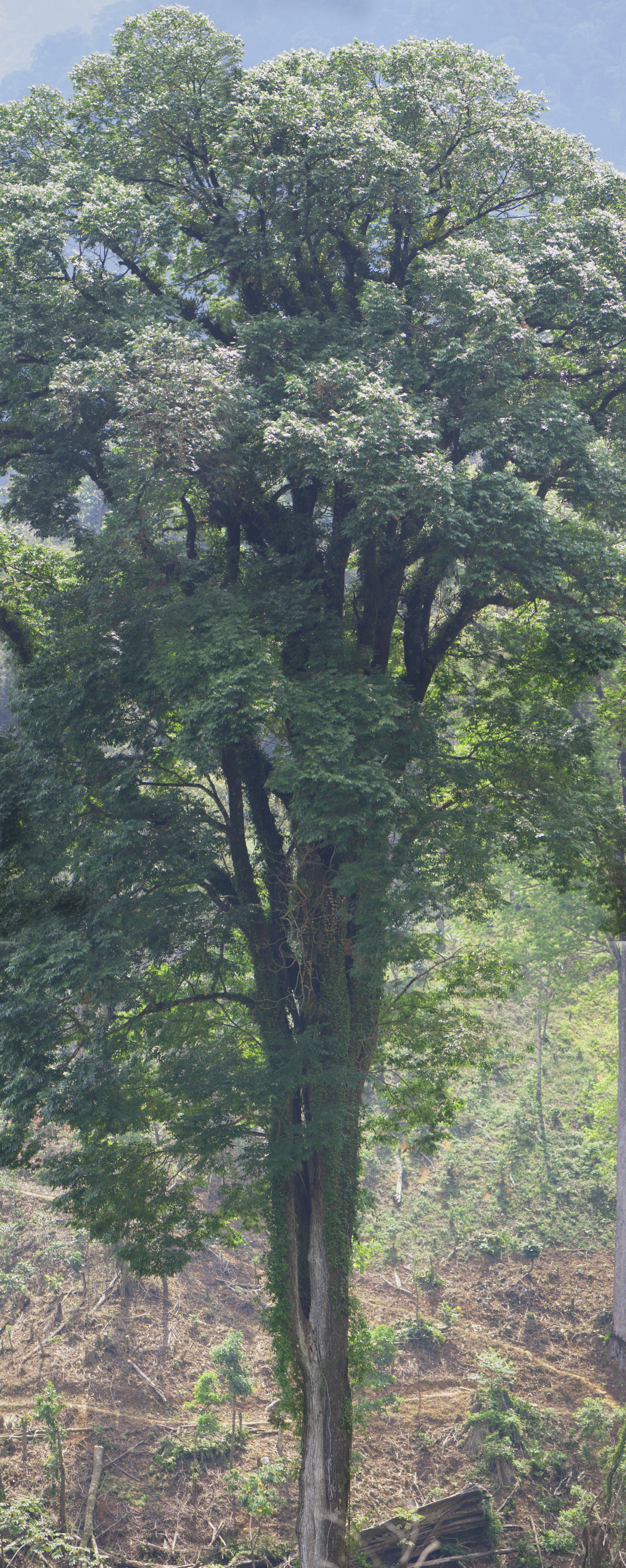 Portal de El Colegio de la Frontera Sur - Día mundial del árbol