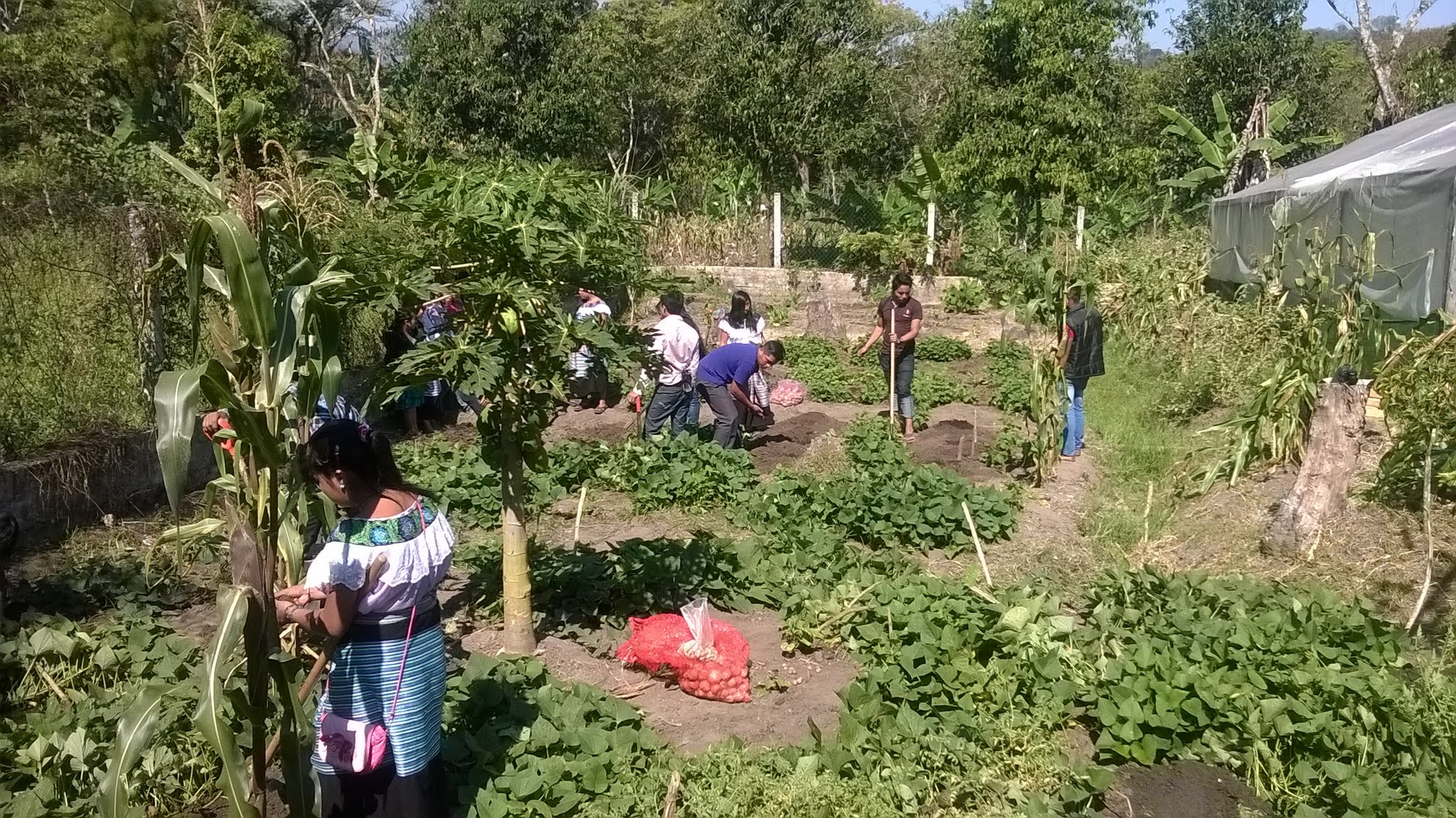 Suelos y plantas