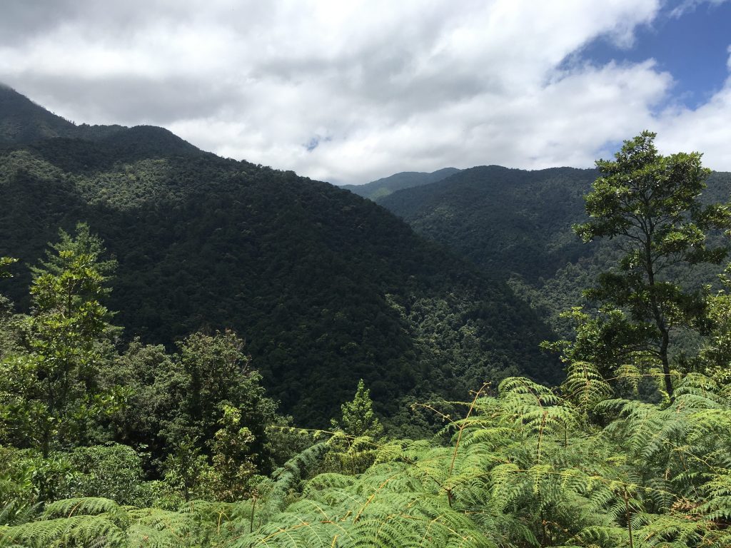 Bosque M paisaje