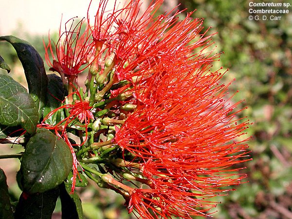 Combretum sp 1 flor (web)