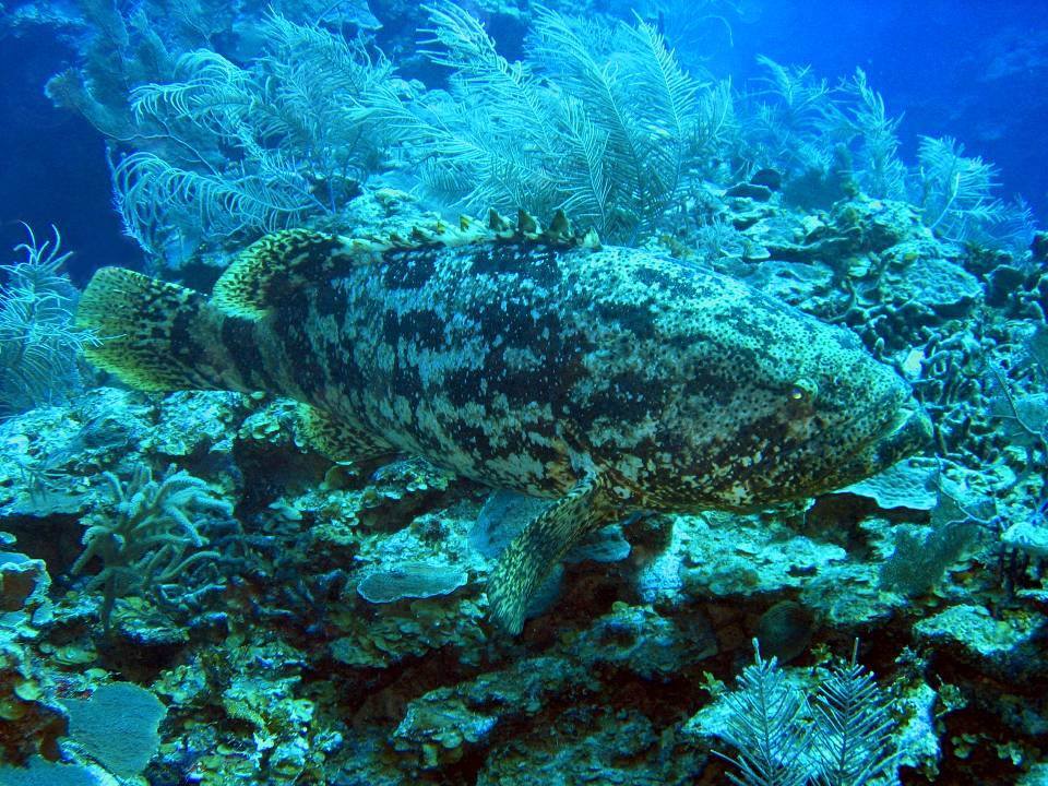 Epinephelus itajara
