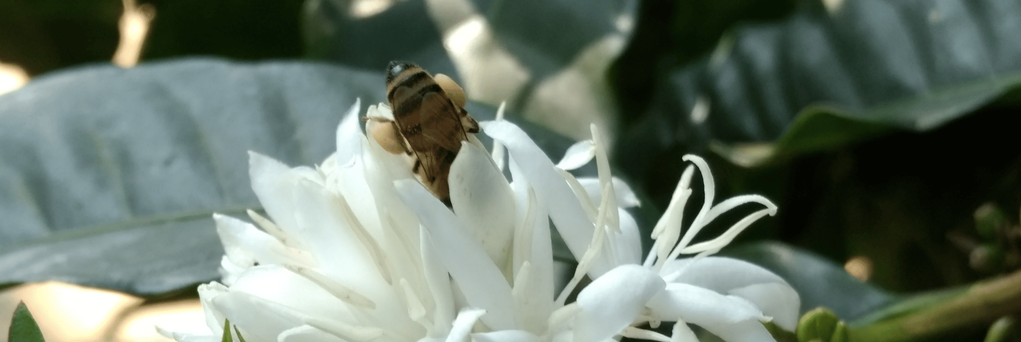 Flor de café