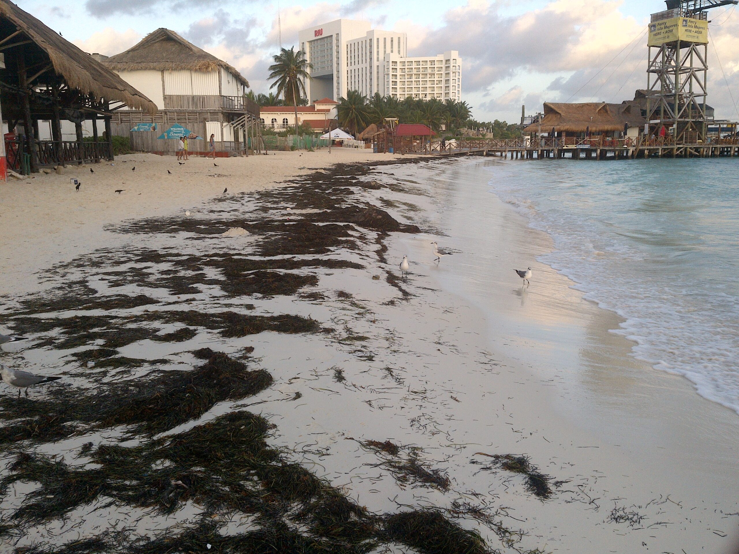 Algorithms applied for monitoring pelagic Sargassum