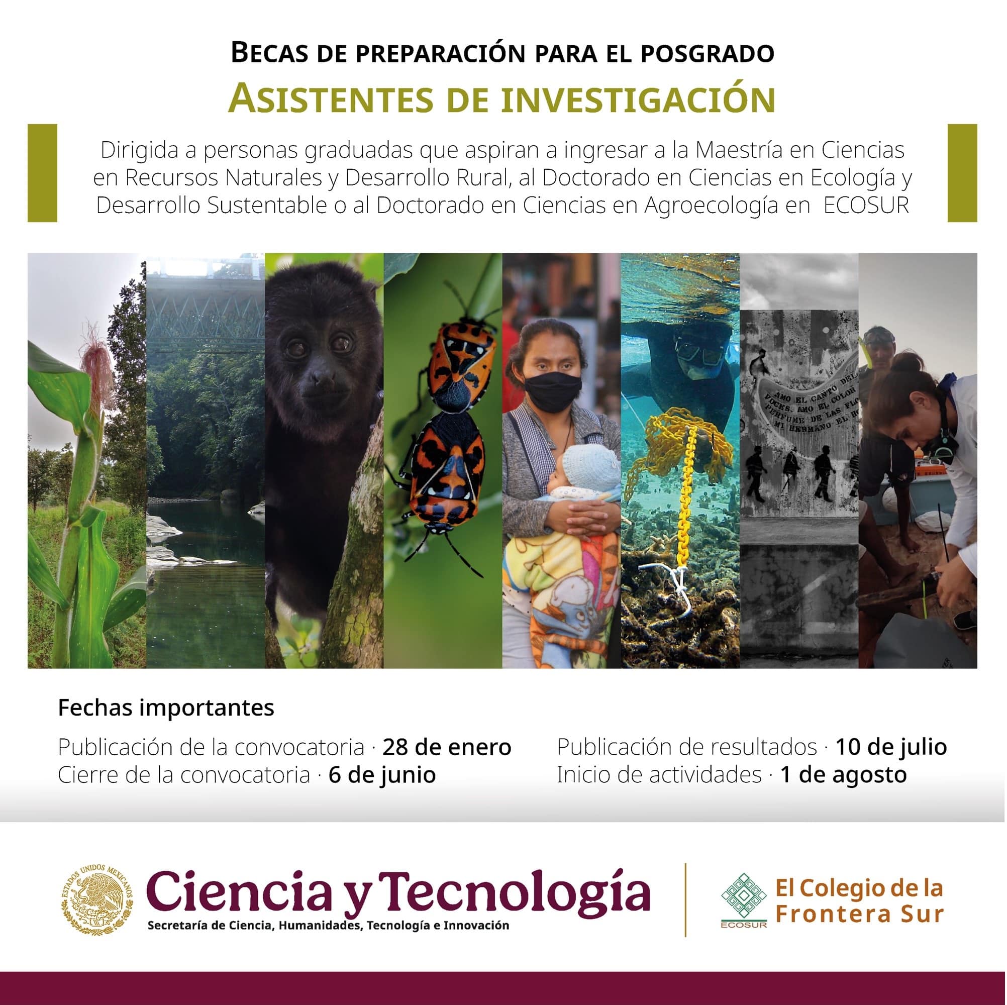 CONVOCATORIA ECOSUR 2025 PARA BECAS DE PREPARACIÓN PARA EL POSGRADO: ASISTENTES DE INVESTIGACIÓN