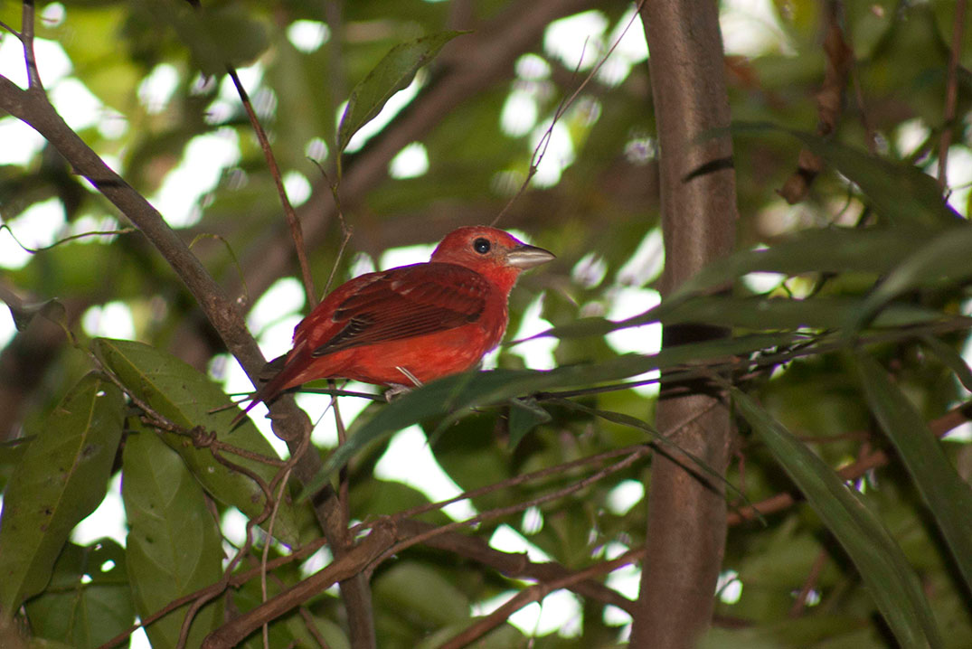 El largo viaje de las aves migrantes