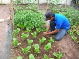 Entrevista a Manuel Anzueto / Agricultura orgánica