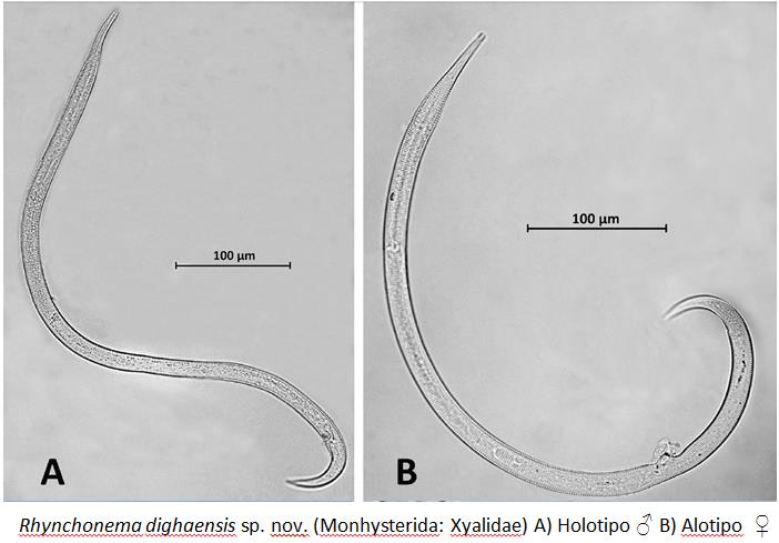 Investigador de Ecosur colabora en la descripción de una nueva especie de nematodo de la India