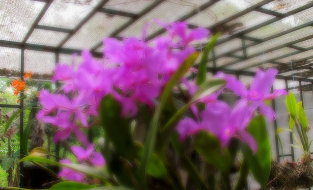 Las orquídeas del soconusco