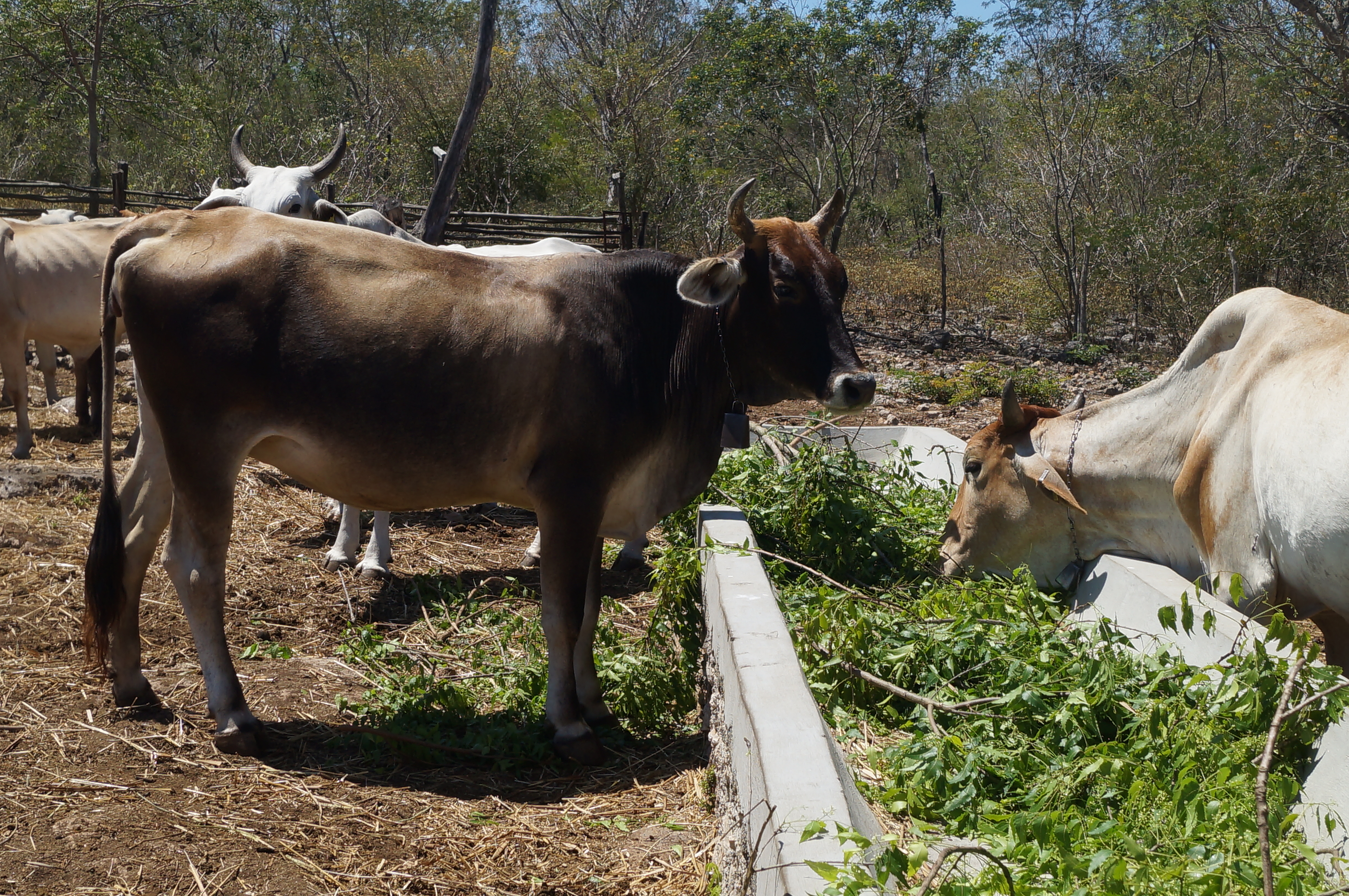 Ecosur Impulsa prácticas sustentables en la ganadería para mitigar los efectos del cambio climático