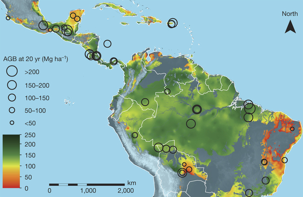 Destacan la resiliencia de los bosques neotropicales secundarios y su alta capacidad de captura de carbono