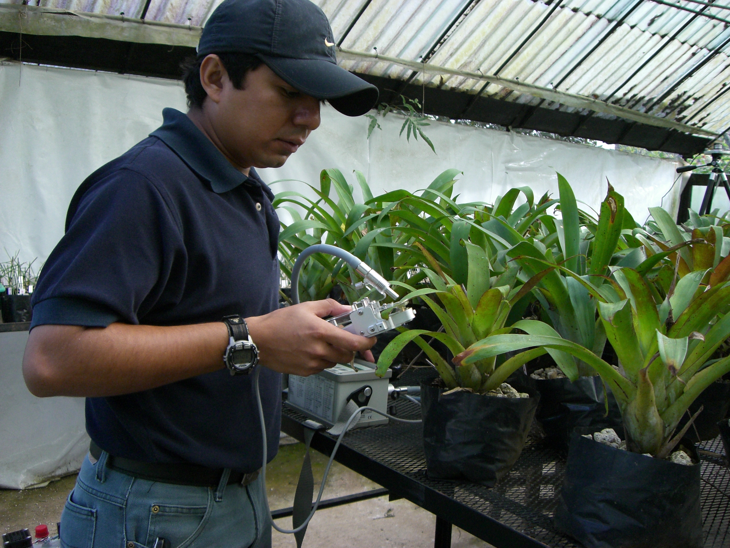 Las plantas y el cambio climático