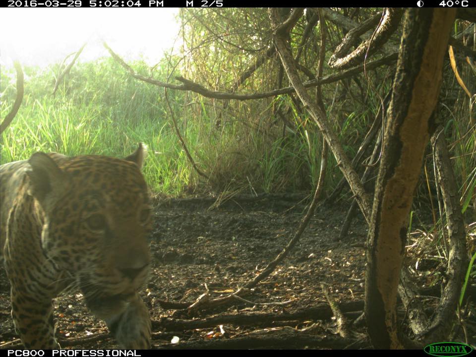 Cambio climático afecta a animales en peligro de extinción