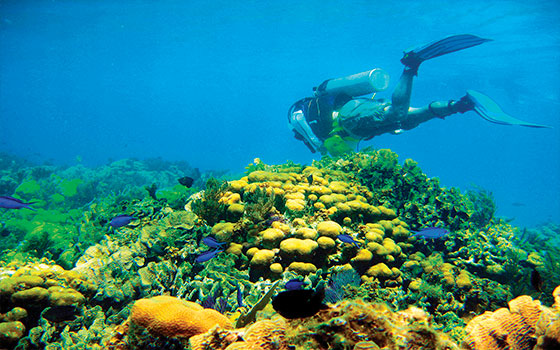 Arman Triple hélice científica para salvar a los corales de Quintana Roo