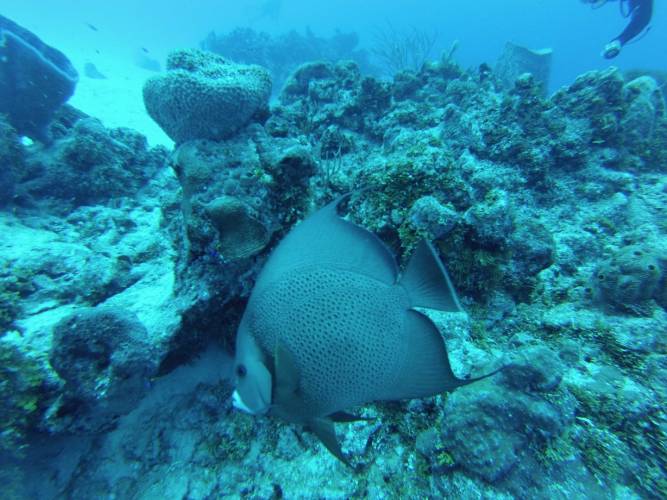 Investigadores monitorearán migración de peces