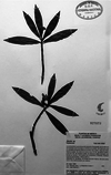 4.- Fig-1-H-oloti-p-o-de-Randia-sepium-B-orhidi-et-E-M-artinez-en-MEXU-F-oto-A-B_small
