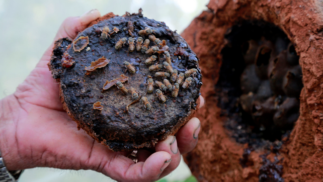 Promueven la producción de miel de abeja melipona