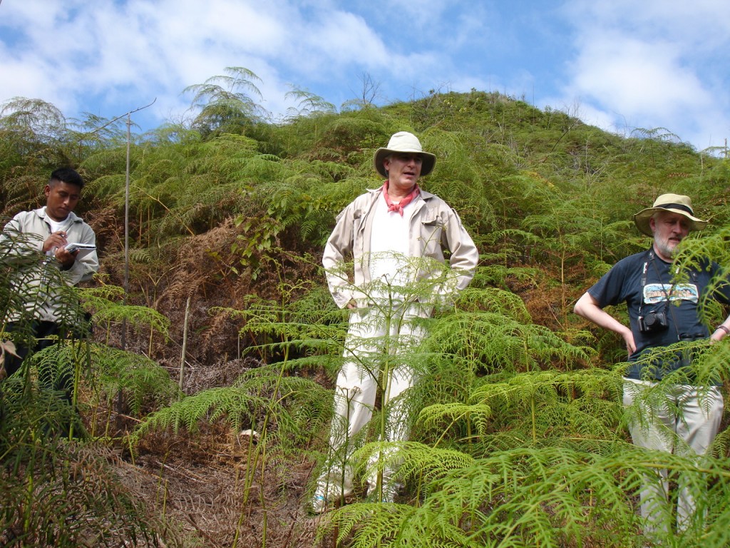 Identifican nueva especie de rubiácea en Chiapas con colecta de Ecosur