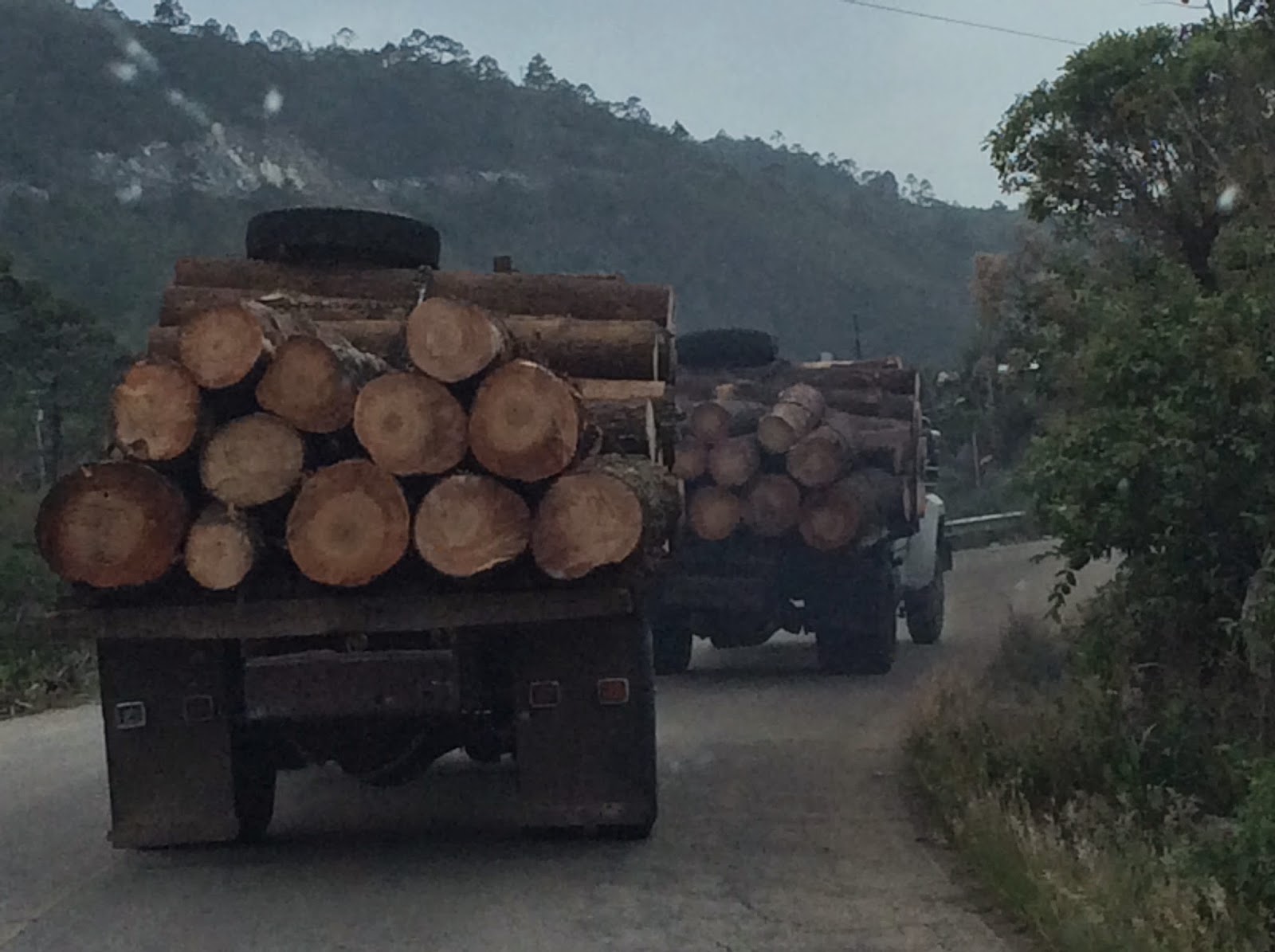 Es urgente restaurar los bosques: Ecosur