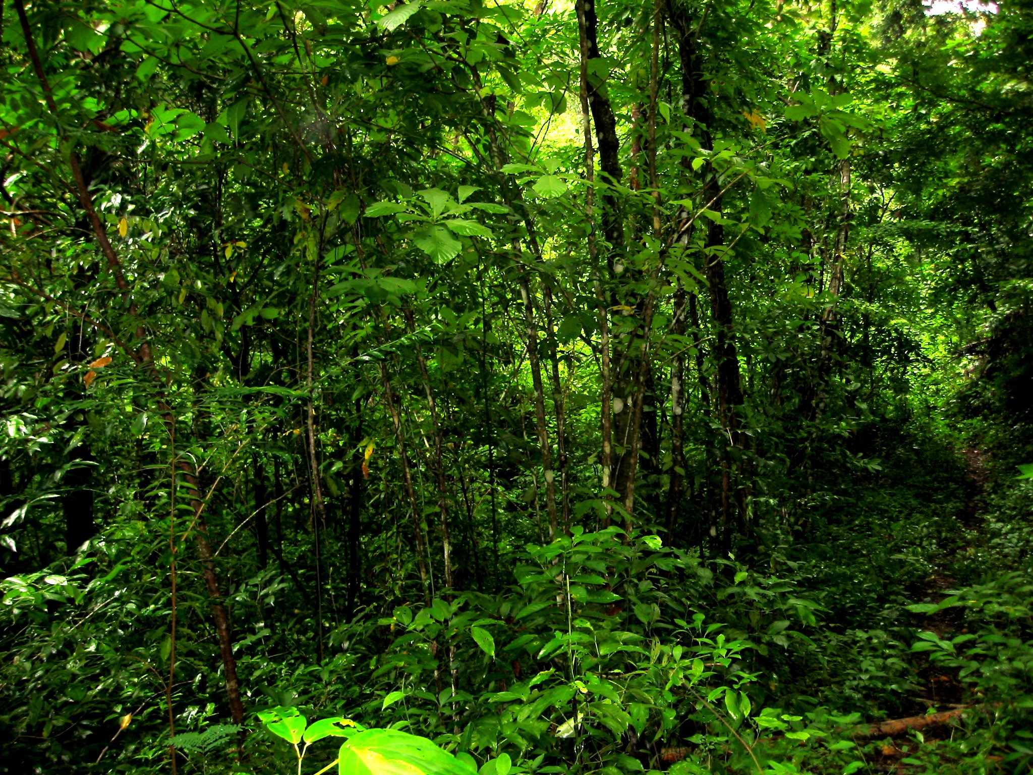 La regeneración natural de bosques secundarios de América Latina puede mitigar el cambio climático