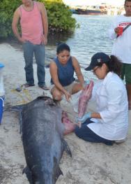 Ecosur tomó muestras para hacer estudios de ADN de las poblaciones de peces marlín y dorado