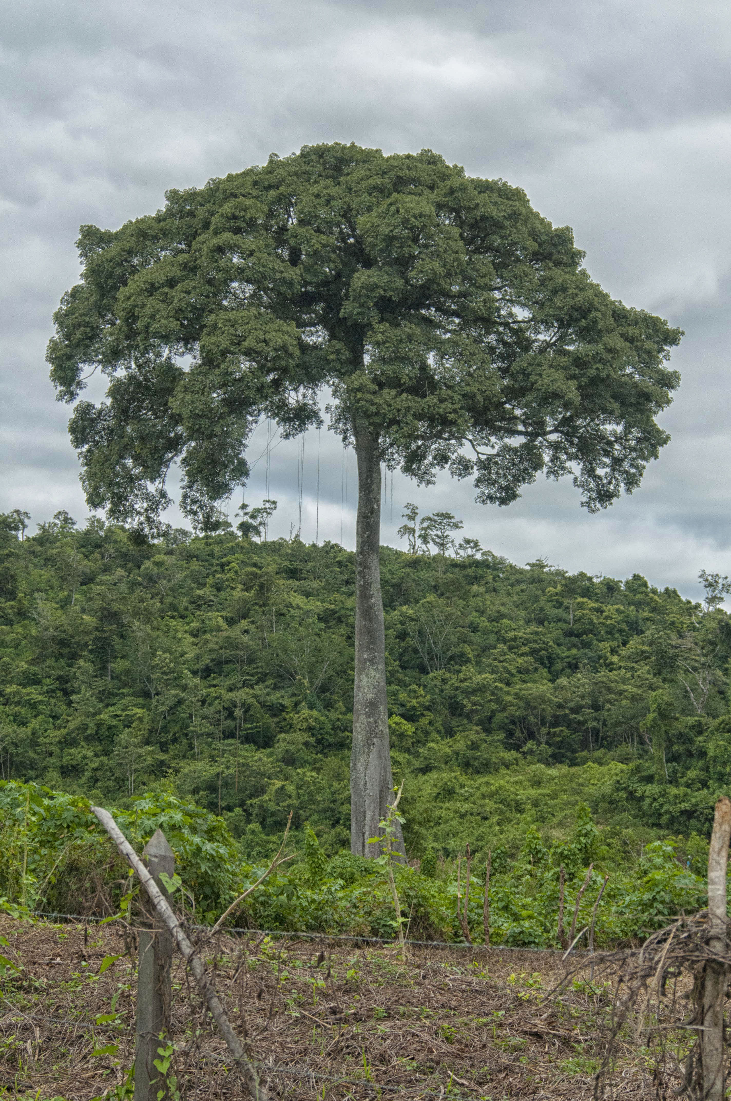 Día mundial del árbol