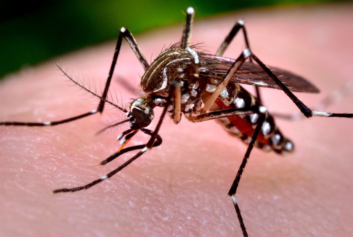 Alternativas para controlar el zika
