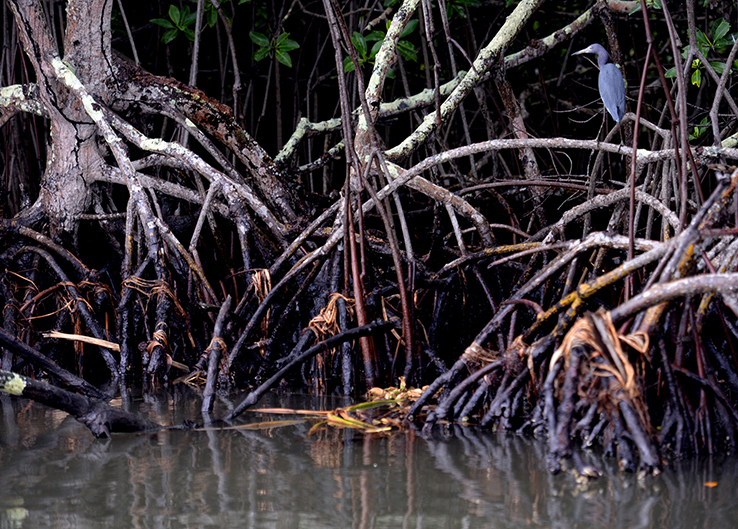 Asentamientos humanos reducen manglares en Tabasco