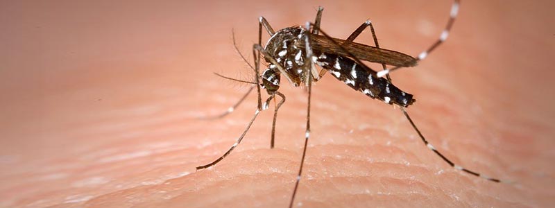 Estudian en ECOSUR poblaciones de vectores del virus del zika