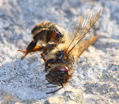 Discuten el impacto de los plaguicidas en las abejas en la COP13