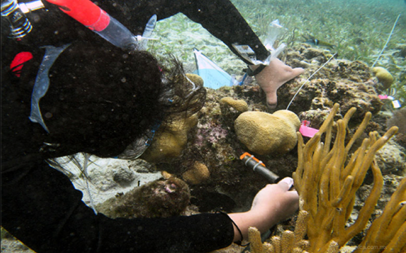 Colectan células sexuales de coral para reproducirlo y recuperar arrecifes