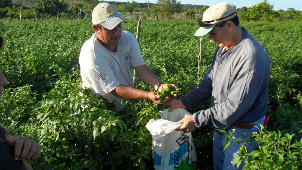 Cosechando chiles