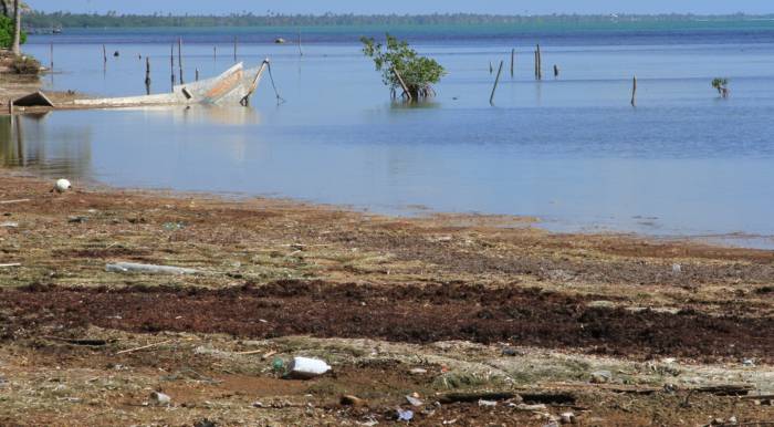 Analizan el impacto de la ‘invasión’ de sargazo en Quintana Roo