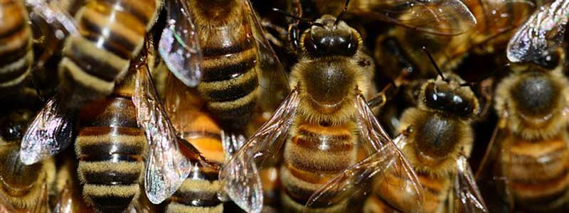 Conservación de abejas melíferas en Oaxaca