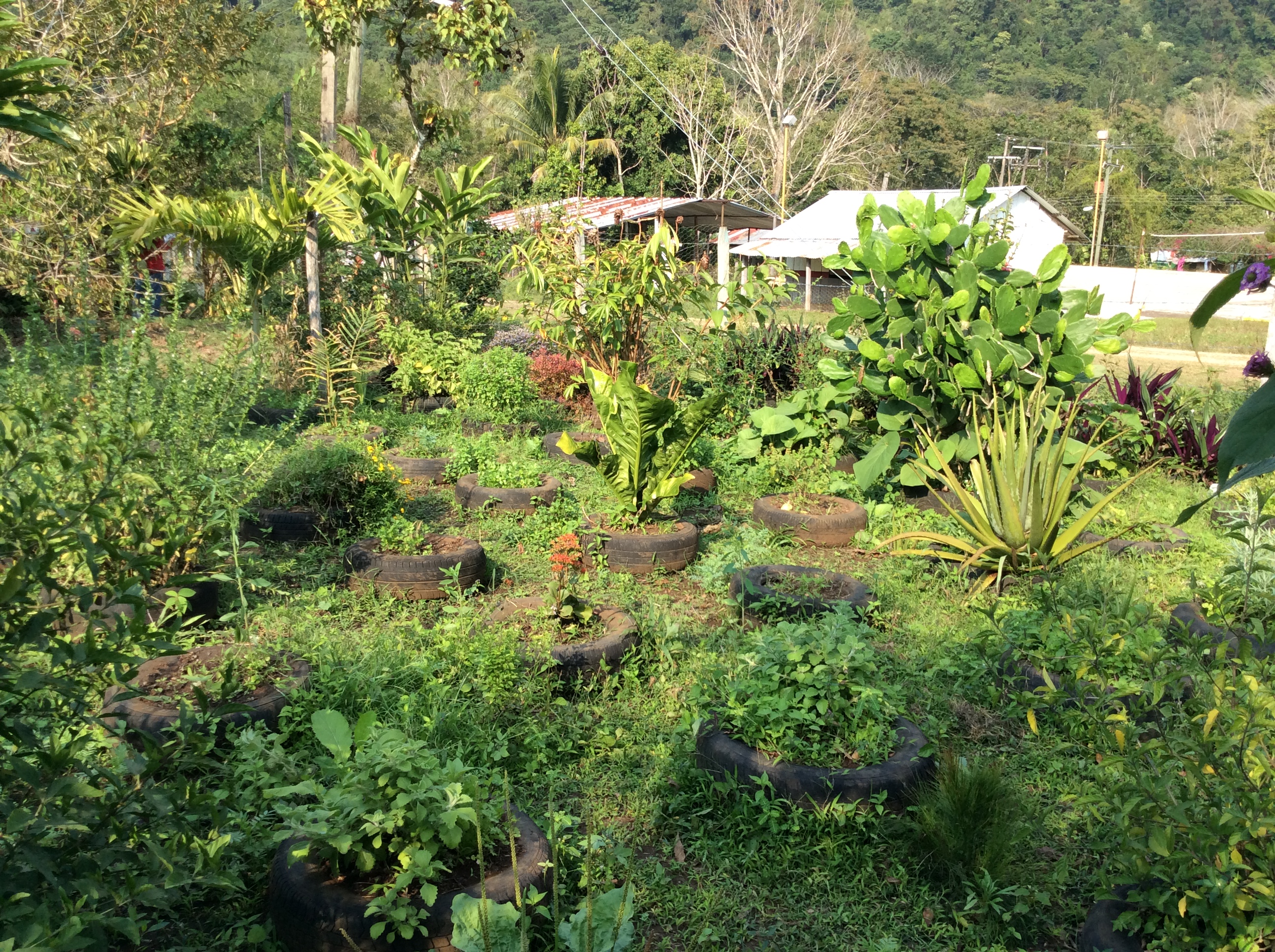 Huertos familiares de Tabasco, claves para la agrodiversidad