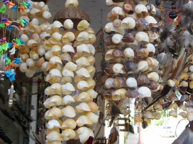 Podrían frenar la extinción del caracol chivita