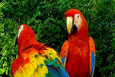 Chiapas posee el 60% de las especies de aves que existen en México