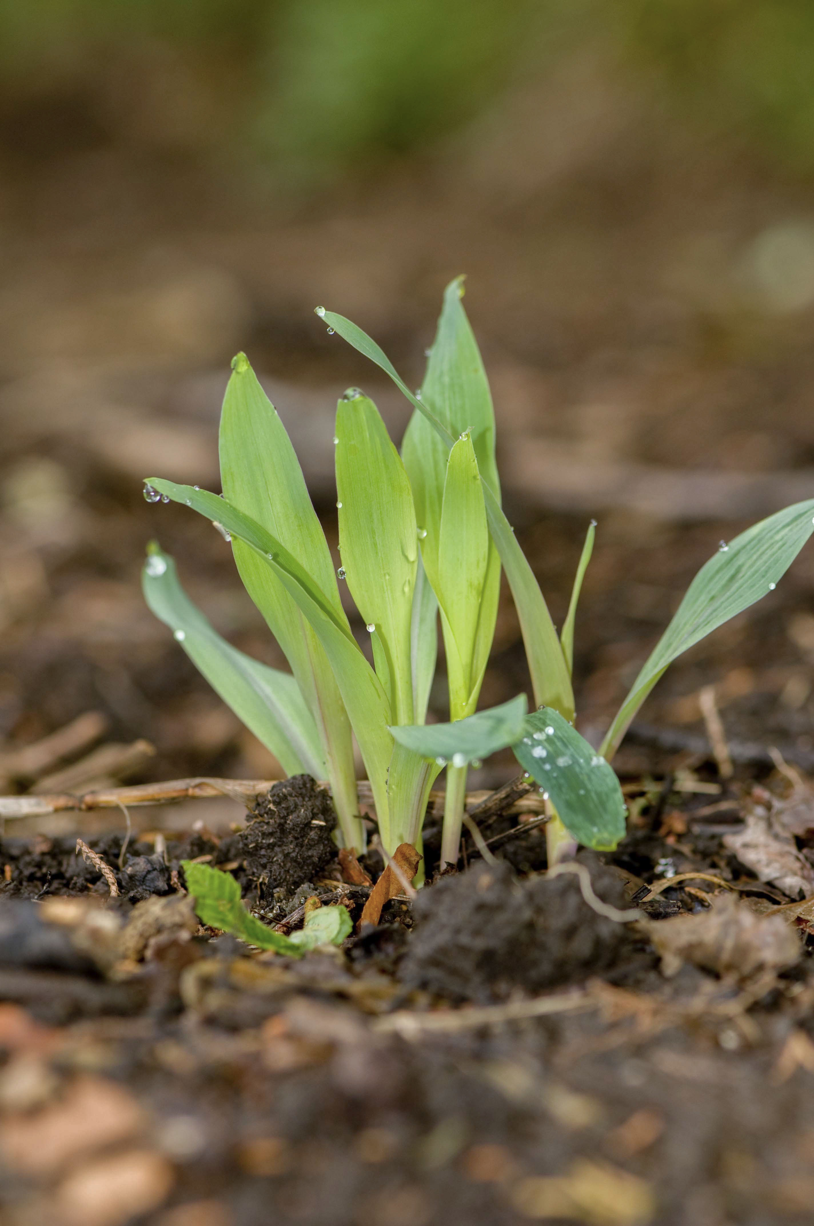 ¿Qué queremos decir con escalamiento agroecológico?