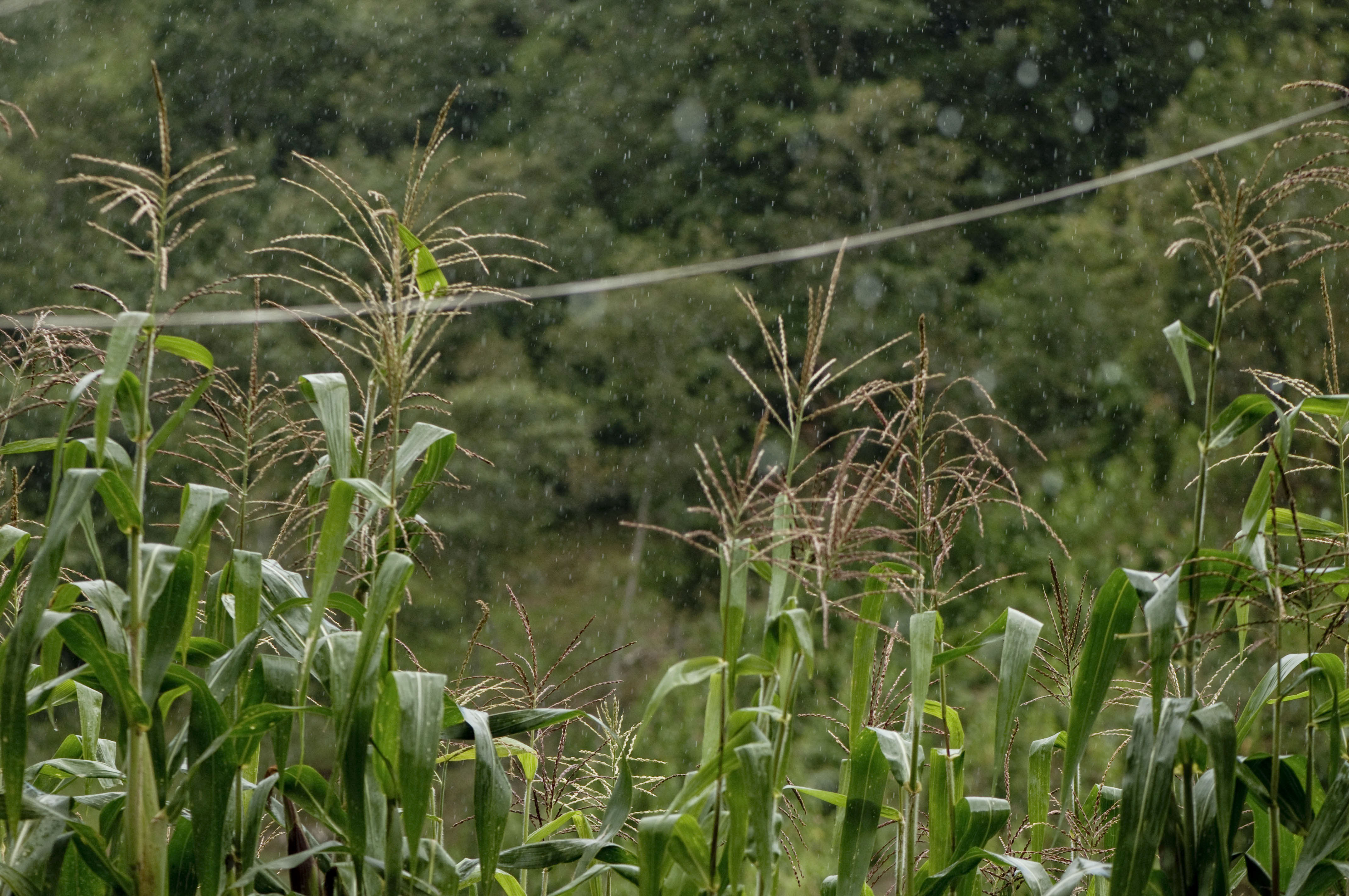Ecosur propone control biológico y aplicación de feromonas para combatir plagas del maíz