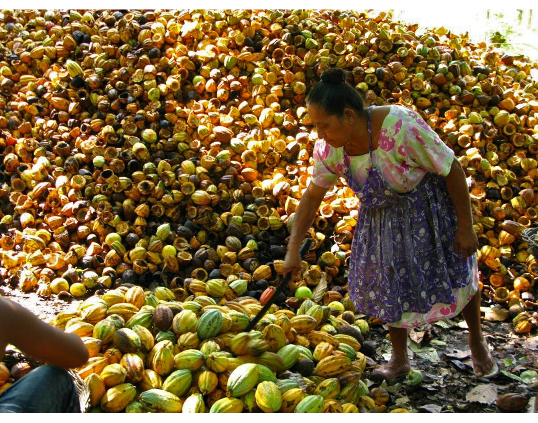 Sistema forestal del cacao | Susana Maza Villalobos Méndez