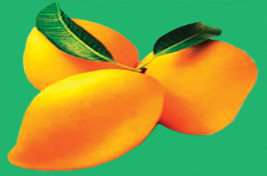 Cae producción de mango ataulfo por falta de insectos polinizadores