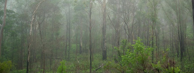 Observatorio de la Selva Maya