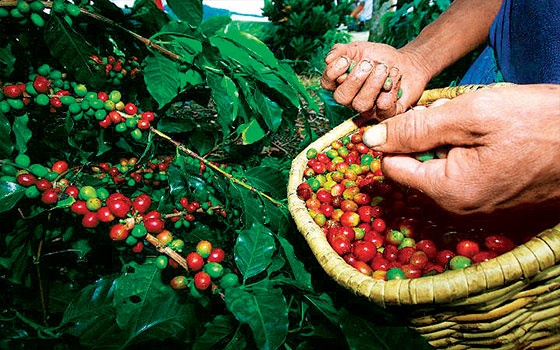 México recuperaría producción de café en tres años con apoyo de ciencia