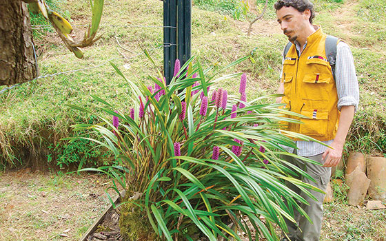 Elaboran El atlas de orquídeas: reúne 137 especies de México hasta Colombia