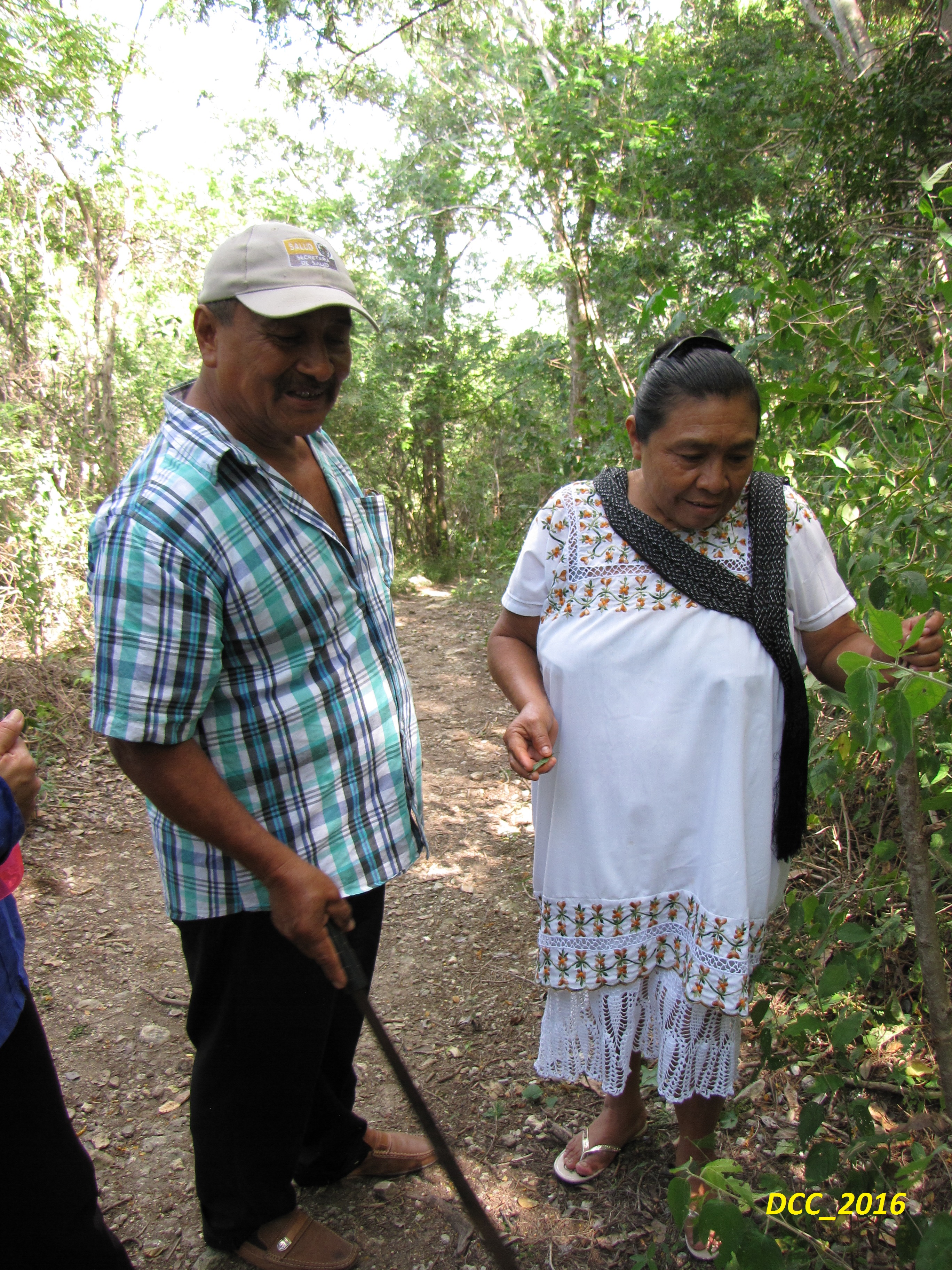 Registran e identifican plantas medicinales en senderos y pasillos de la Unidad Campeche