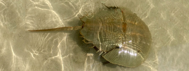 Cacerolita de mar: especie amenazada