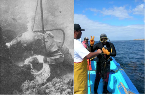 Abalone diver from the mid 20th century in California (Cox, 1962) [3] (Photo courtesy of the California Department of Fish and Wildlife; a modern-day abalone diver from Isla Natividad, Photo courtesy of Leo Vazquez).