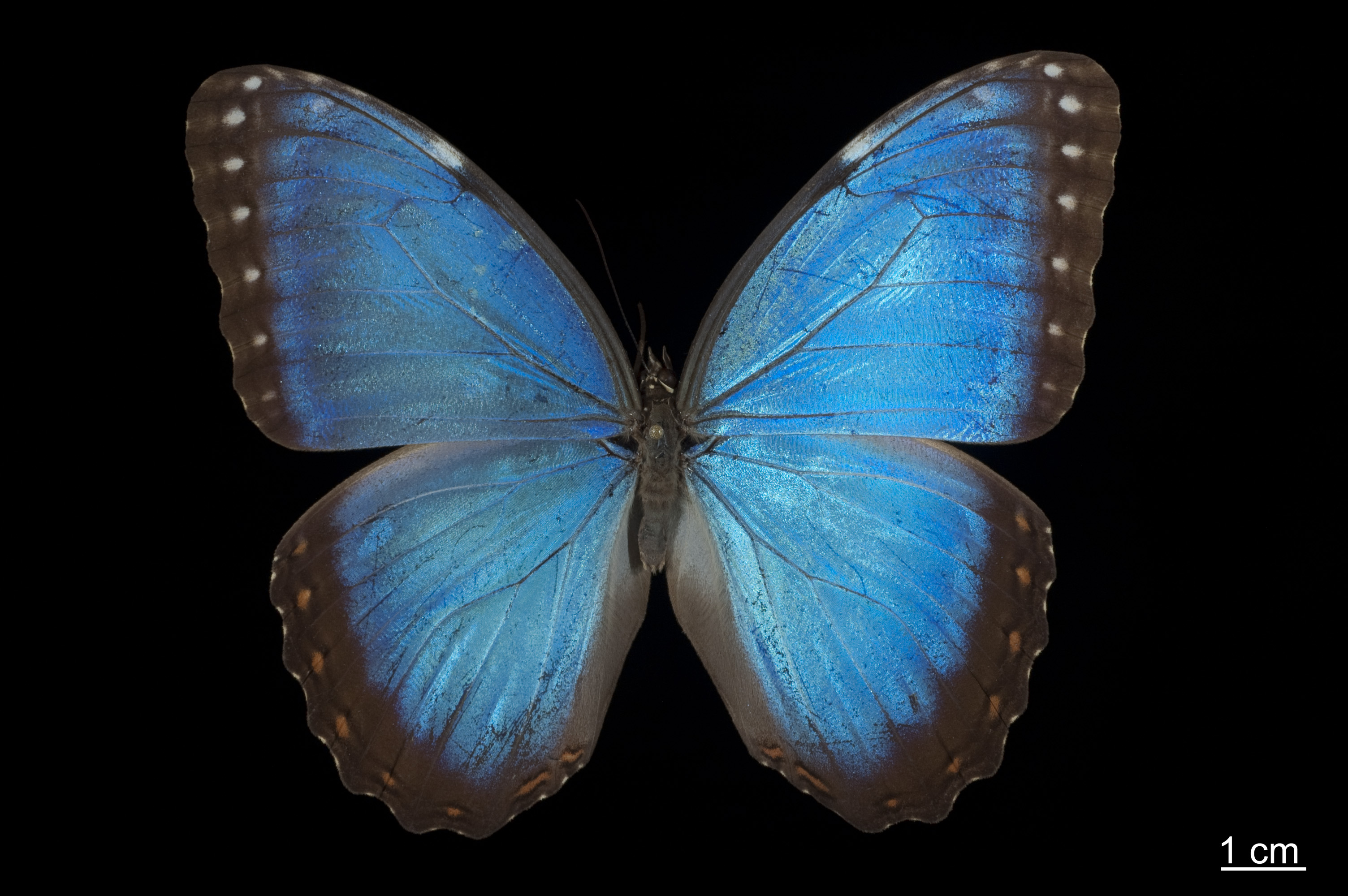 De orugas a mariposas y palomillas