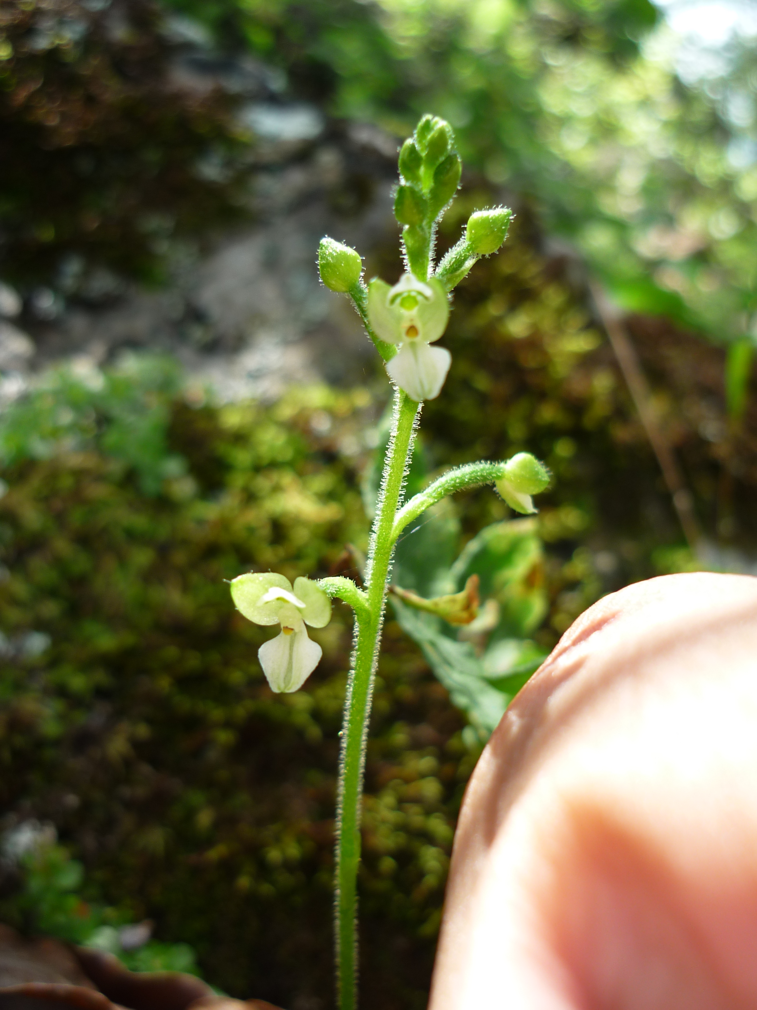 Ubican nueva especie de orquídea en México