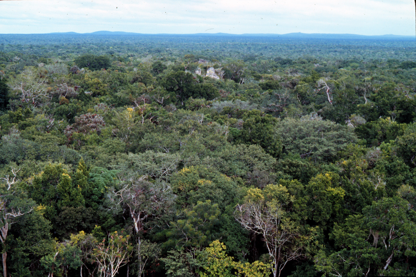 Una selva con historia…