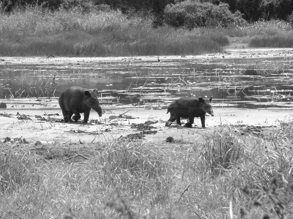 Tapir en Calakmul Rafael Reyna